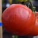sq-tomato-akers-west-virginia-003.jpg