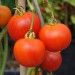 sq-tomato-amateur-003.jpg