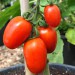 sq-tomato-amish-paste-002.jpg