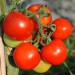 sq-tomato-amys-sugar-gem-003.jpg