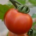 sq-tomato-amys-sugar-gem-005.jpg