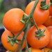 sq-tomato-auriga-001.jpg