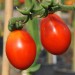 sq-tomato-austins-red-pear-001.jpg