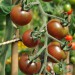sq-tomato-black-cherry-002.jpg