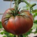sq-tomato-black-krim-002.jpg