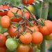 sq-tomato-christmas-grapes-001.jpg