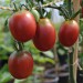 sq-tomato-egyptian-002.jpg