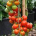 sq-tomato-gardeners-delight-006.jpg