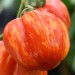sq-tomato-gogoshari-striped-002.jpg