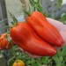 sq-tomato-harrys-plum-003.jpg