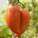 sq-tomato-long-tom-002.jpg