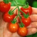 sq-tomato-mexico-midget-002.jpg