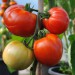 sq-tomato-nepal-002.jpg