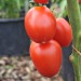 Three oblong, bright red Outdoor Girl tomatoes with a pointed tip at the base, hanging with glimses of green stalks and a green verticle stem with bark chipping on the floor in the background with two large black pots
