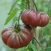 sq-tomato-purple-calabash-004.jpg