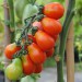 sq-tomato-red-fig-002.jpg