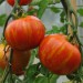 sq-tomato-tigerella-002.jpg