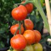 sq-tomato-tigerella-004.jpg