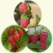 sq-ultimate-raspberry-collection.jpg