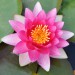 sq-water-lily-attraction-001.jpg