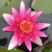 sq-water-lily-escarboucle-001.jpg