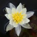 sq-water-lily-miniature-helvola-001.jpg