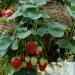 strawberry-hanging-basket-003.jpg