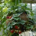 strawberry-hanging-basket-004.jpg