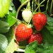 strawberry-malwina-002.jpg