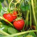 strawberry-malwina-004.jpg