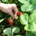 strawberry-rambling-cascade-002.jpg