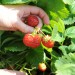 strawberry-rambling-cascade-004.jpg