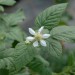 tayberry-buckingham-flower-001.jpg