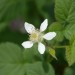 tayberry-buckingham-flower-002.jpg