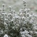 thyme-frosted-001.jpg
