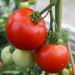 tomato-abraham-lincoln-001.jpg