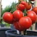 tomato-abraham-lincoln-002.jpg