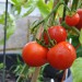 tomato-ailsa-craig-003.jpg