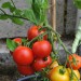 tomato-ailsa-craig-005.jpg