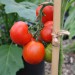 tomato-ailsa-craig-006.jpg