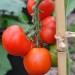 tomato-ailsa-craig-007.jpg