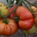tomato-akers-west-virginia-001.jpg