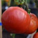 tomato-akers-west-virginia-003.jpg
