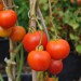 tomato-amateur-003.jpg