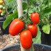 tomato-amish-paste-002.jpg