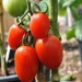 tomato-amish-paste-003.jpg