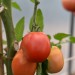 tomato-amish-paste-005.jpg