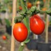 tomato-austins-red-pear-001.jpg