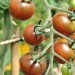 tomato-black-cherry-001.jpg