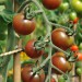 tomato-black-cherry-002.jpg